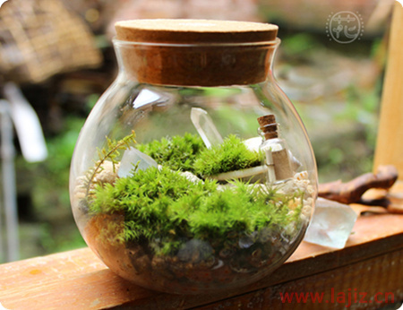 发现生活中的美--苔藓微景观：一个不一样的世界插图2