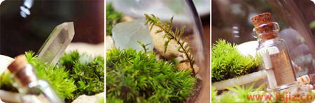 发现生活中的美--苔藓微景观：一个不一样的世界插图3